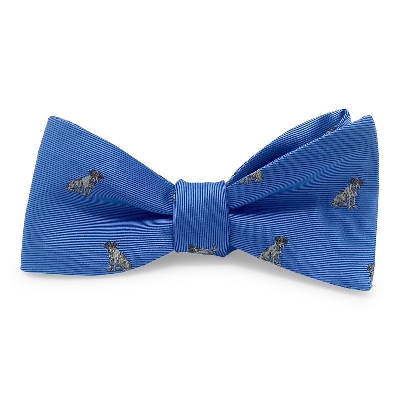 Beagle: Bow – Blue